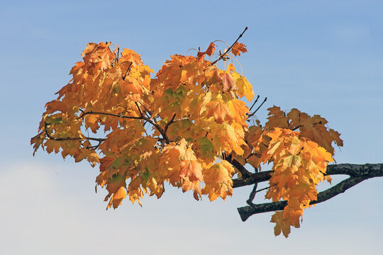 Feuilles d automne sous un ciel bleu