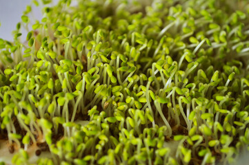 Obraz premium Fresh green microgreen sprouts growing densely from tiny seeds, showcasing delicate curved stems and vibrant leaves in extreme macro close-up detail