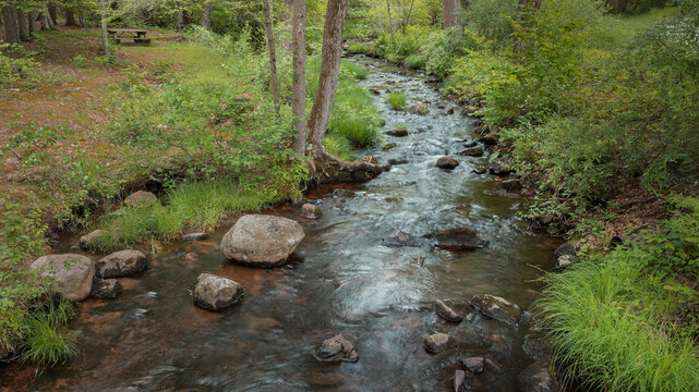 stream in the forest