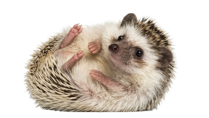 Small African pygmy hedgehog curled on its back, isolated on transparent background © iPNGi