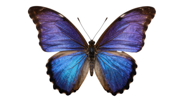 Iridescent blue and purple morpho butterfly, isolated on transparent background