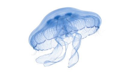 Translucent blue jellyfish with delicate tentacles, isolated on transparent background © iPNGi