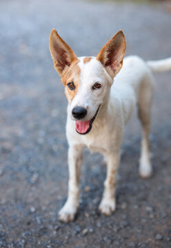 Whippet-like dog stands on gravel path