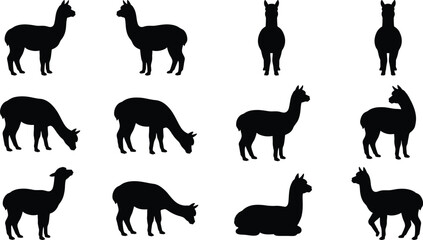 Fototapeta premium Set of black alpaca silhouettes showing various poses and movements in simple vector style