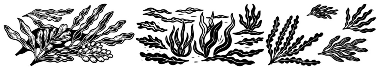 Marine seaweed and algae collection © JakubVectorSketch