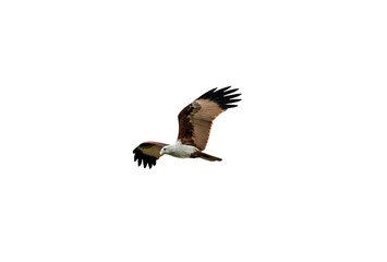 Obraz premium Brahminy Kite Flying With Powerful Raised Wings
