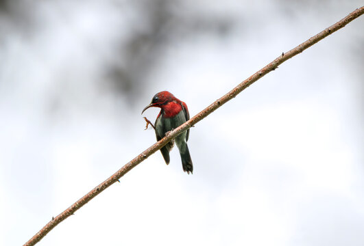 Red Sunbird Perched on Bare Branch
