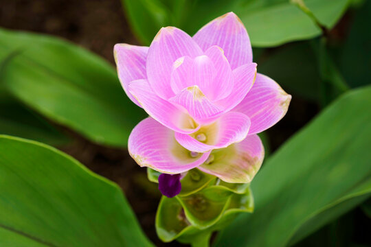 Siam Tulip Curcuma alismatifolia, Patumma Pink Flower at Royal Park Rajapruek, Flower Field Botanical Garden in Chiang Mai, Thailand