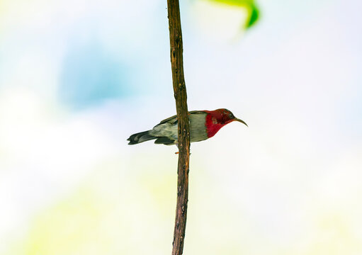 Red Sunbird Clinging to Vertical Tree Branch