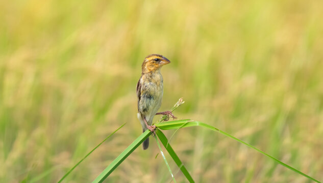 Asian golden weaver in Golden Rice Field