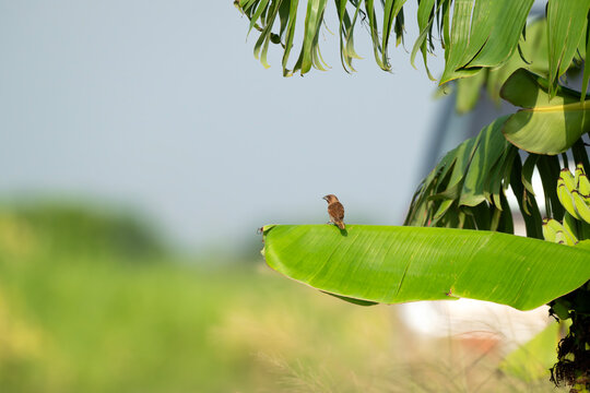  Scaly-breasted Munia Finch Perched on Banana Leaf