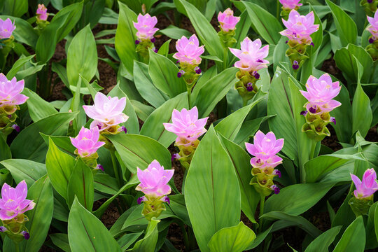 Siam Tulip Curcuma alismatifolia, Patumma Pink Flower at Royal Park Rajapruek, Flower Field Botanical Garden in Chiang Mai, Thailand