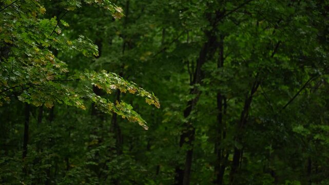 Wet Maple Leaves on Overhanging Branches Against a Dark Forest Background