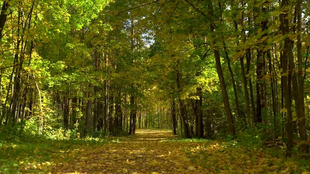 Golden Autumn Forest Trail Beneath an Arching Leaf Canopy