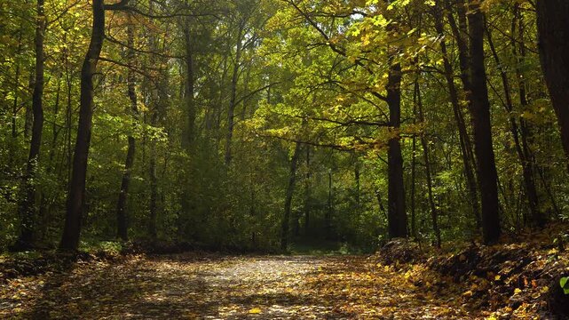 Sunlit Woodland Road Beneath Green and Golden Autumn Foliage