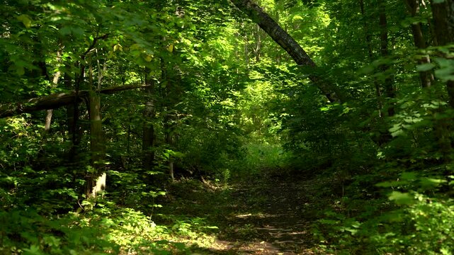 Summer to Autumn Forest Transition with Green Leaves Turning Yellow