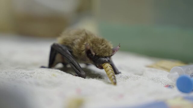 Bat eating mealworm on cloth