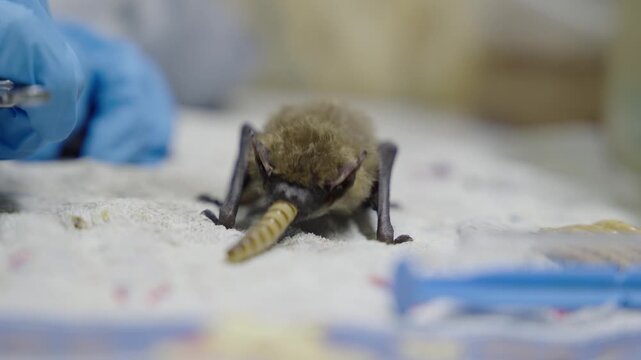 Bat eating mealworm on cloth