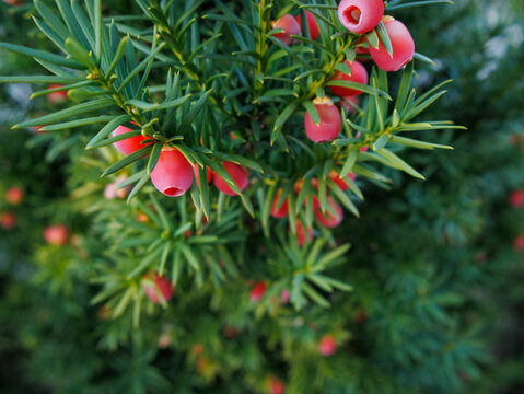Close-up of red yew berries on a green branch