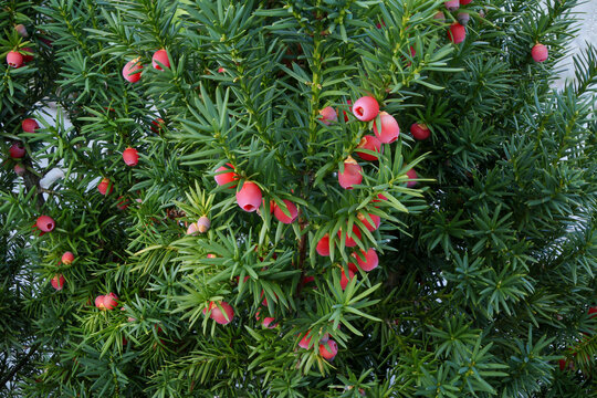 Yew shrub covered with red berries among dense green needles