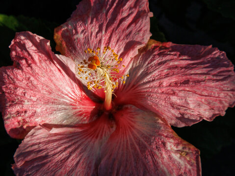 Close-up of a pink and red hibiscus flower on a dark background