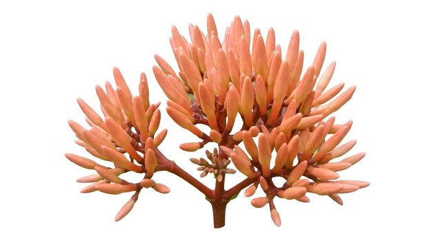 Orange Ixora Flower Buds Isolated On White