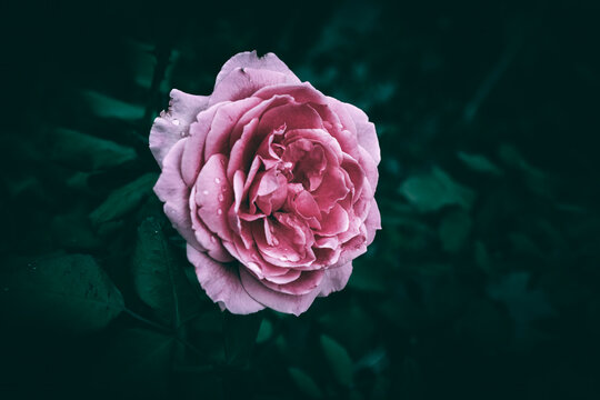 A close up of a pink garden rose with rain drops and green leaves in the background