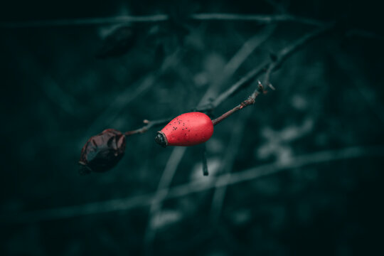 A close up of a bright red rosehip on a meadow