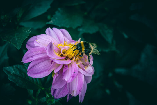 A close up of a bumblebee on a pink Dahlia flower