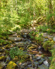 Fototapeta premium Rustic wooden footbridge over a mossy woodland stream with ferns and boulders in Snowdonia National Park, North Wales