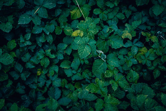 A close up of dark green wild blackberry leaves on a meadow texture pattern