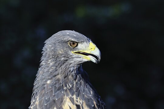 Andean buzzard or blue buzzard (Geranoaetus melanoleucus), animal portrait, head portrait, captive, found in South America, Rhineland-Palatinate, Germany