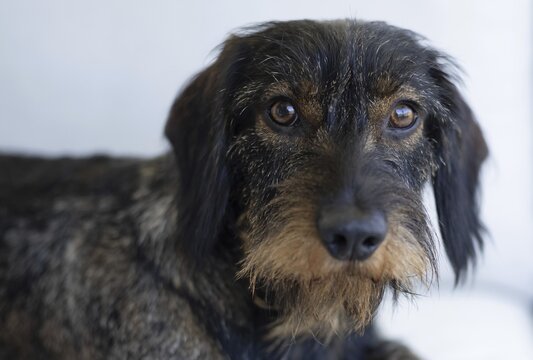 Rough-haired dachshund (Canis lupus familiaris), male, 2 years, animal portrait, Stuttgart, Baden-W&uuml;rttemberg, Germany