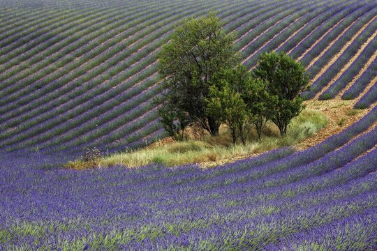 Trees in lavender field, flowering true lavender (Lavandula angustifolia), D56, between Valensole and Puimoisson, Plateau de Valensole, Provence, Provence-Alpes-Cote d Azur, South of France, France