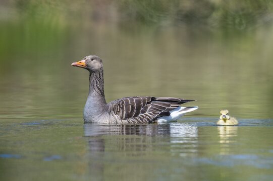 Greylag goose (anser anser), Hanover, Lower Saxony, Germany