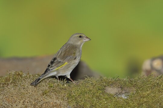 Brambling (Fringilla montifringilla), female sitting on the ground, Wilden, North Rhine-Westphalia, Germany