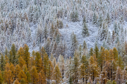 Snow-covered larch forest in the Ubaye Valley, French Alps, with golden autumn foliage contrasting with fresh winter snow. Mercantour National Park, Alpes-de-Haute-Provence