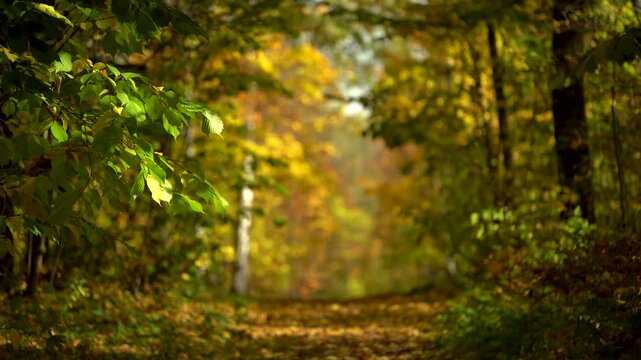 Sunlit Green and Yellow Leaves Against a Blurred Autumn Forest Path