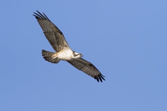 Western osprey (Pandion haliaetus) in flight, Hesse, Germany