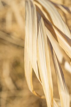 Dry, yellow grass