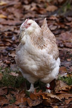 German salmon chicken, hen, rare old domestic chicken (Gallus gallus domesticus) Schleswig-Holstein, Germany