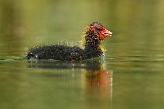 Common coot ( Fulica atra) Chicks swimming in water, Lake Lucerne, Canton Lucerne, Switzerland