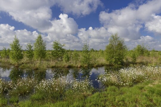 Fruitful cotton grass and cumulus clouds in spring in the moor, Oldenburger M&uuml;nsterland, Goldenstedter Moor, Goldenstedt, Lower Saxony, Germany
