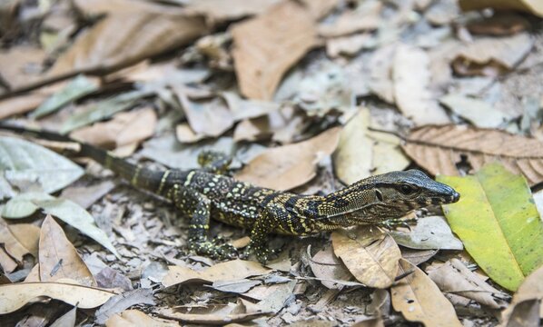 Water monitor (Varanus salvator) on leaves, Offspring, Kuala Tahan, Taman Negara National Park, Malaysia