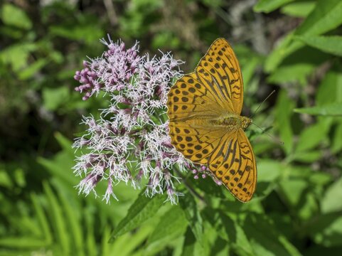 Silver-washed fritillary (Argynnis paphia) on flowers of the common water-east (Eupatorium cannabinum), Gaisstein, Furth, Lower Austria, Austria