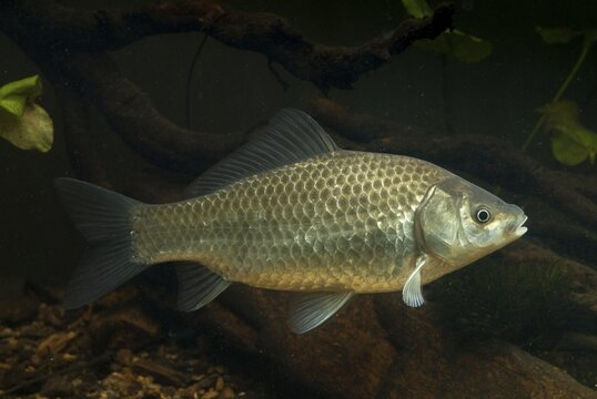 Carassius gibelio, pediment, prussian carp, silver carp, fish, fishes, pisces