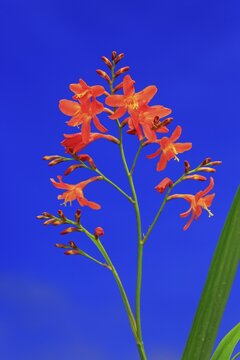 Montbretia (Crocosmia x crocosmiiflora), flowering, Elllerstadt, Germany