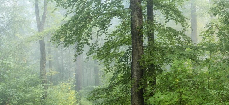 Misty beech forest in early autumn, Tautenburg Forest, Thuringia, Germany