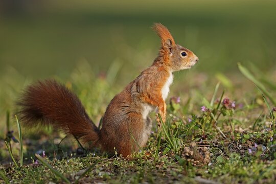 Squirrel (Sciurus vulgaris) standing in a meadow, Germany