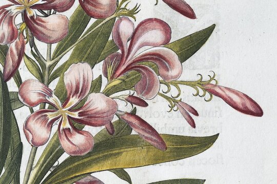 Blossoms, rose laurel, true oleander (Nerium oleander), hand-coloured copperplate engraving by Basilius Besler, from Hortus Eystettensis, 1613